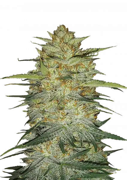 Original OG Kush Auto