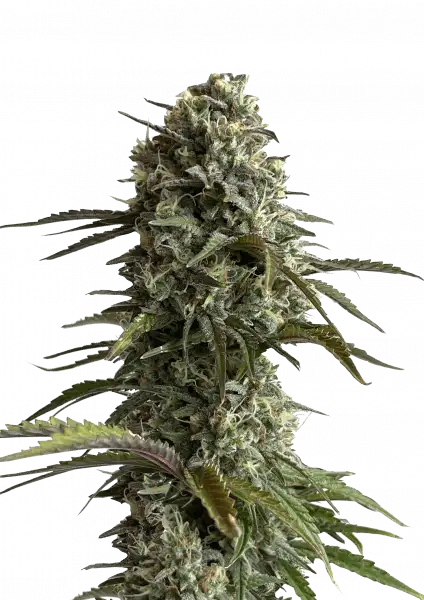 Original Skunk Auto Front Ansicht