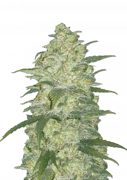 Original White Widow Auto Fast Buds vor transparentem Hintergrund