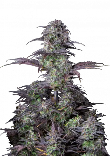 original_blueberry_auto_front