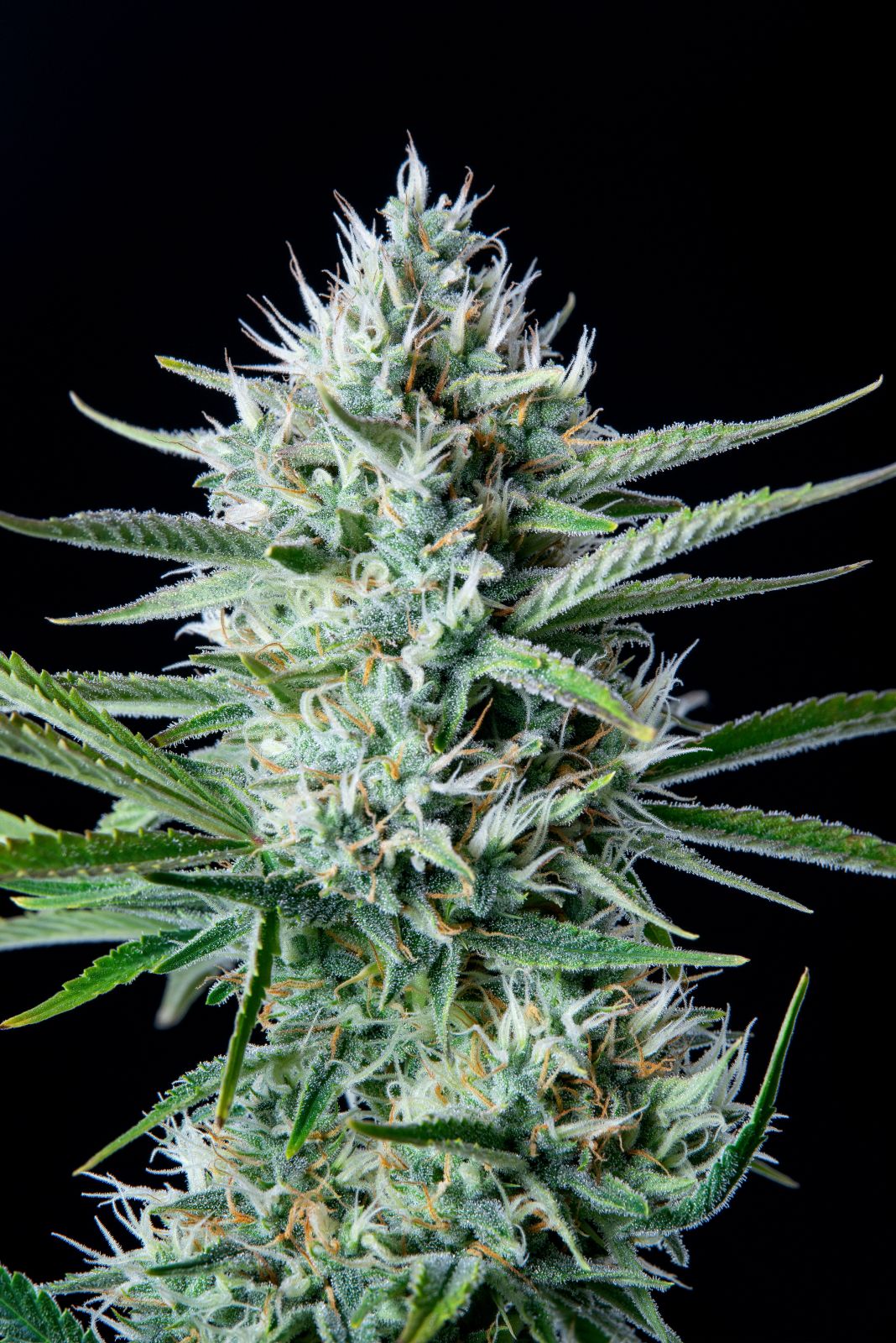 Original White Widow Auto Fast Buds Headbud