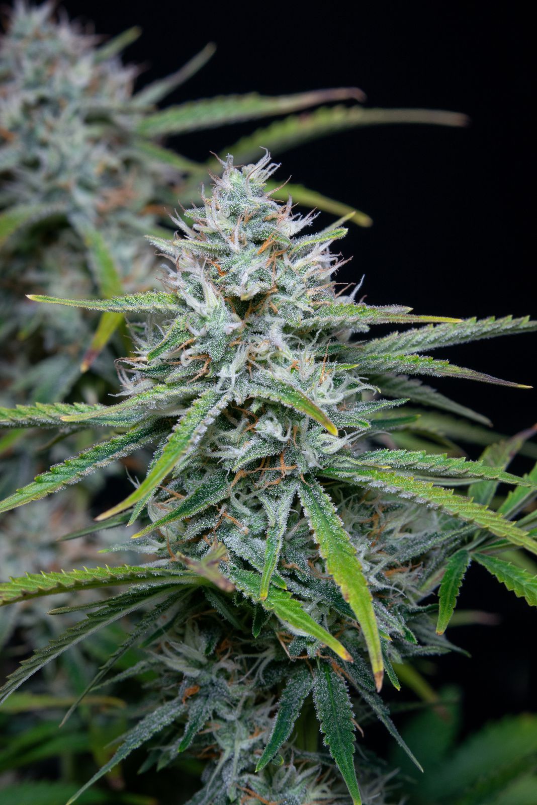 Original White Widow Auto Fast Buds Headbud 2