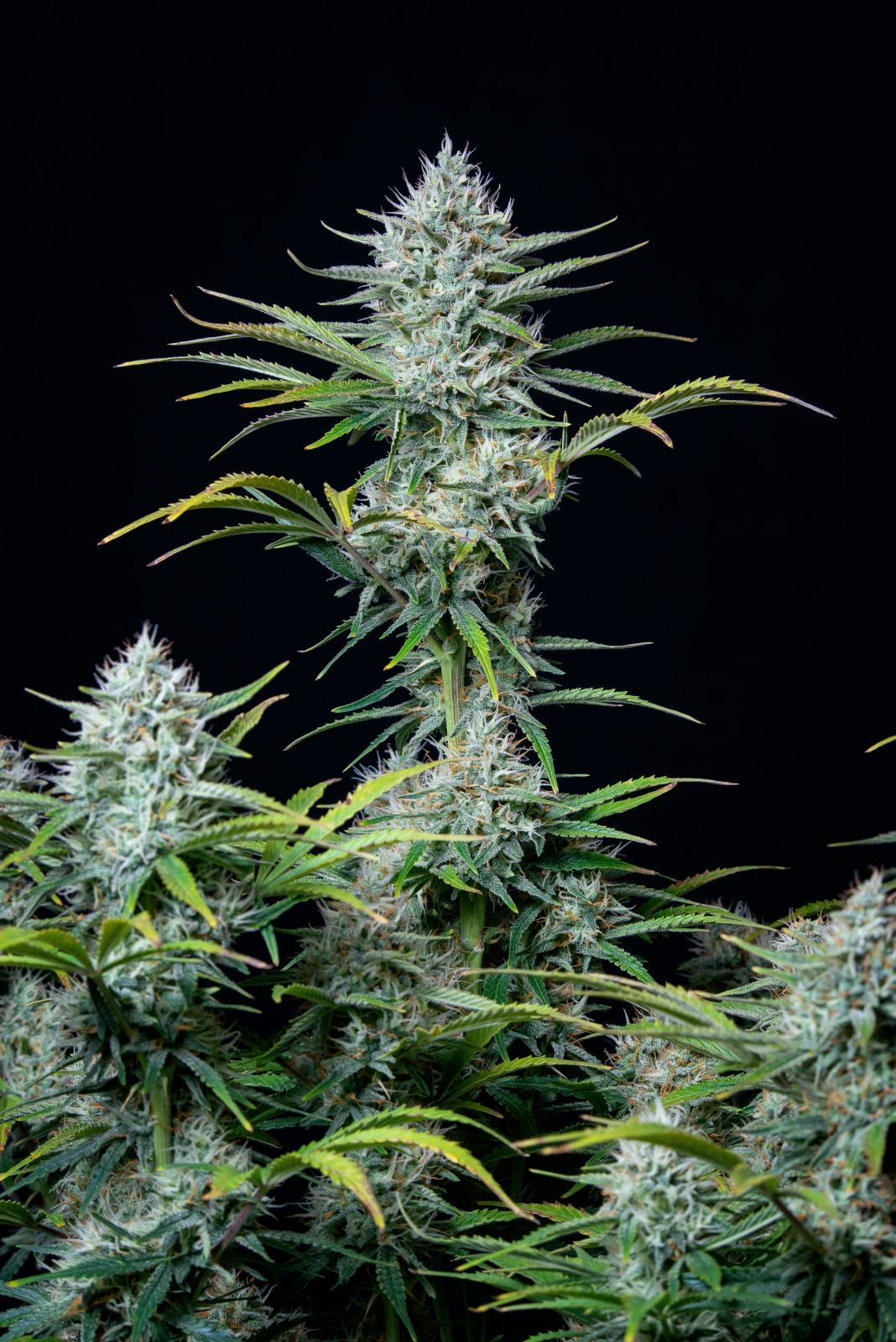 Original White Widow Auto Fast Buds ganze Pflanze