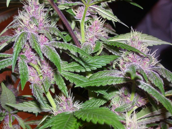 Pakistan Chitral Kush