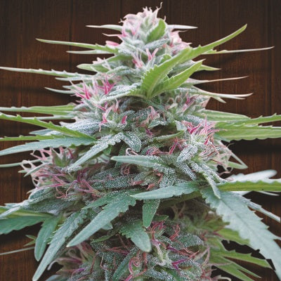 Panama Red Landrasse Headbud von ACE Seeds