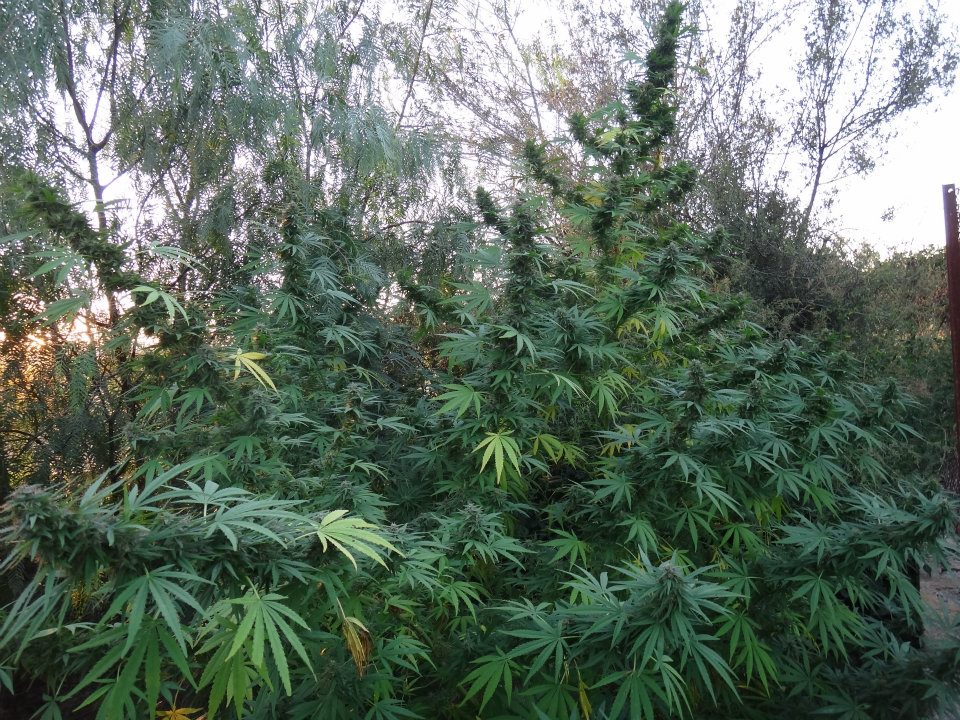 Panama Red Landrasse komplette Pflanze 3 Meter hoch Outdoor von ACE Seeds