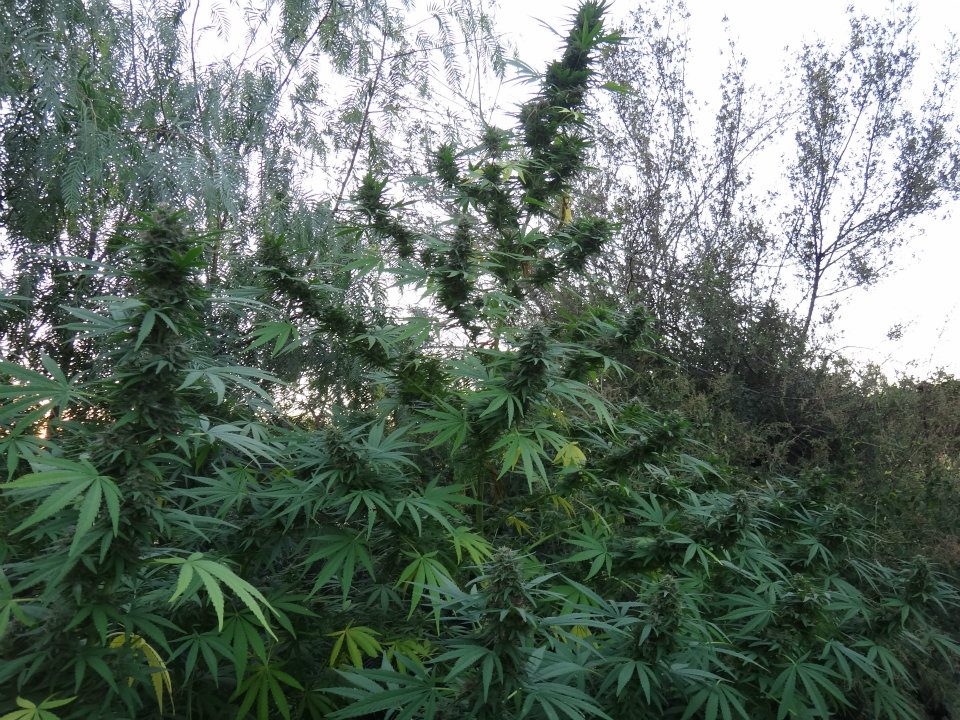 Panama Red Landrasse komplette Pflanze 3 Meter hoch Outdoor von ACE Seeds