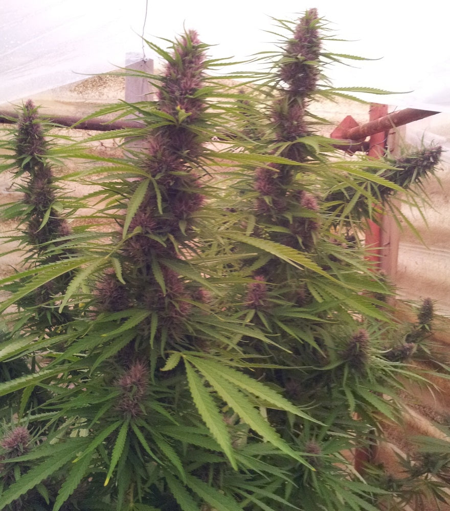 Panama Red Landrasse Headbuds Indoor von ACE Seeds