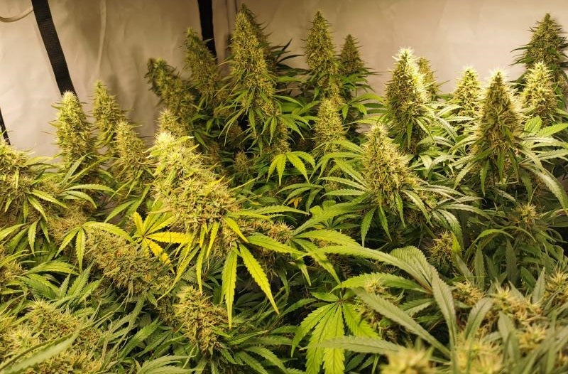Panama Bangazi Haze feminisiert indoor
