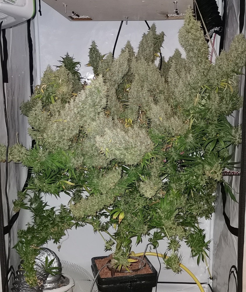 Panama Bangazi Haze feminisiert indoor ernte