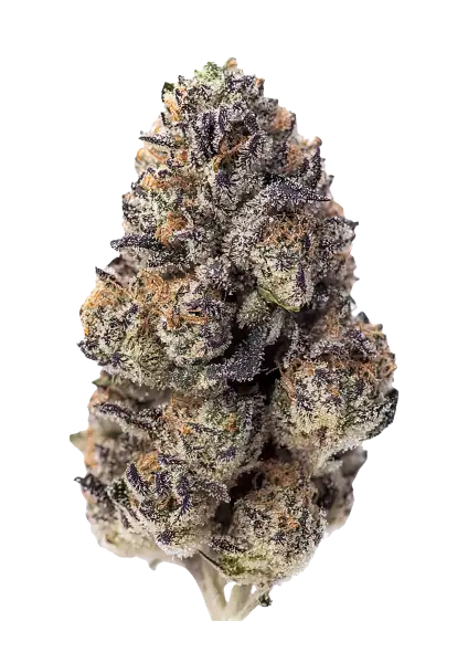 Papaya Sherbet Blüte von Fast Buds