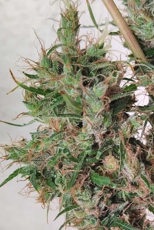 Papua New Guinea Bud