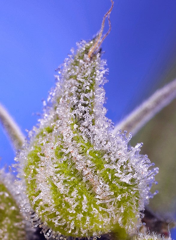 Permanent Jealousy XL Auto Bud