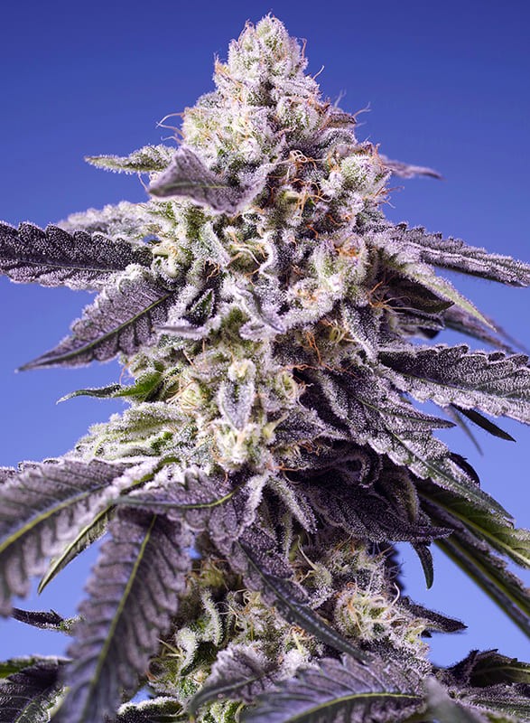 Permanent Jealousy XL Auto® Headbud