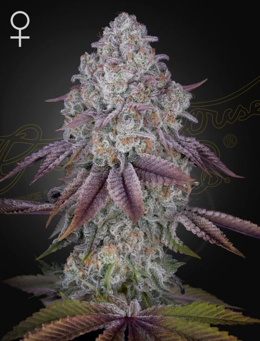 Persian Pie von Green House Seeds