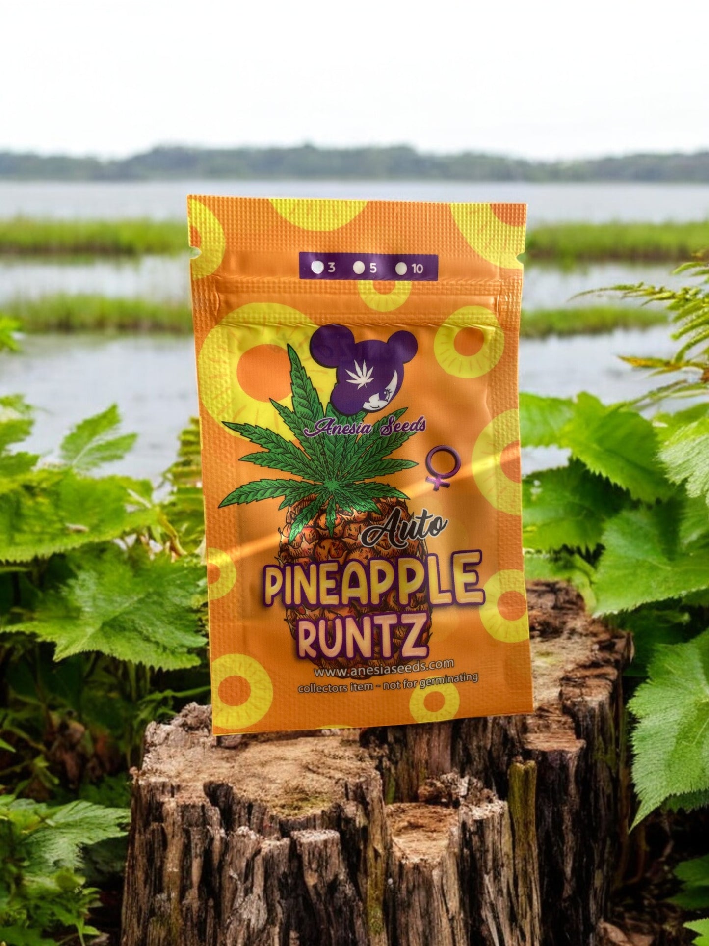 Pineapple Runtz Packung von Anesia Seeds auf einem Baumstamm