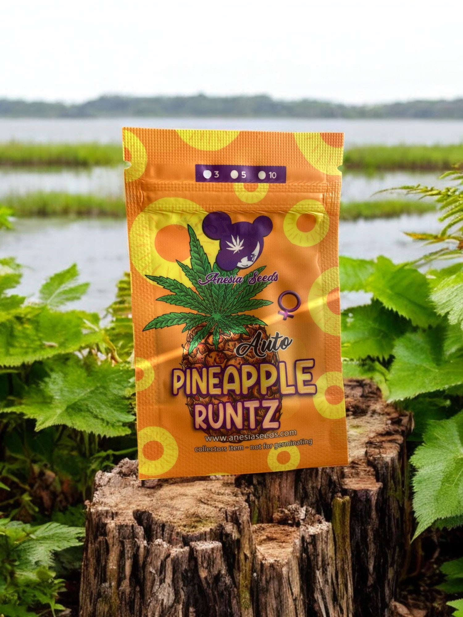 Pineapple Runtz Packung von Anesia Seeds auf einem Baumstamm