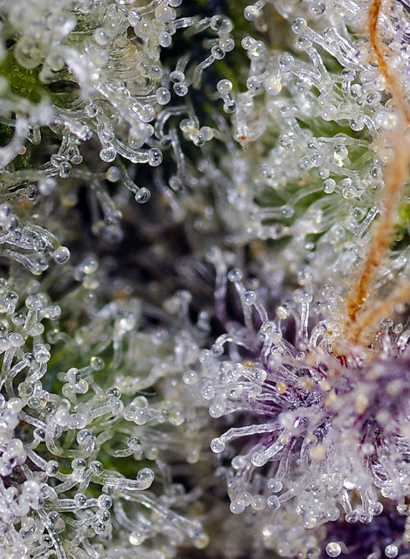 Pineapple Slush XL Auto Trichome