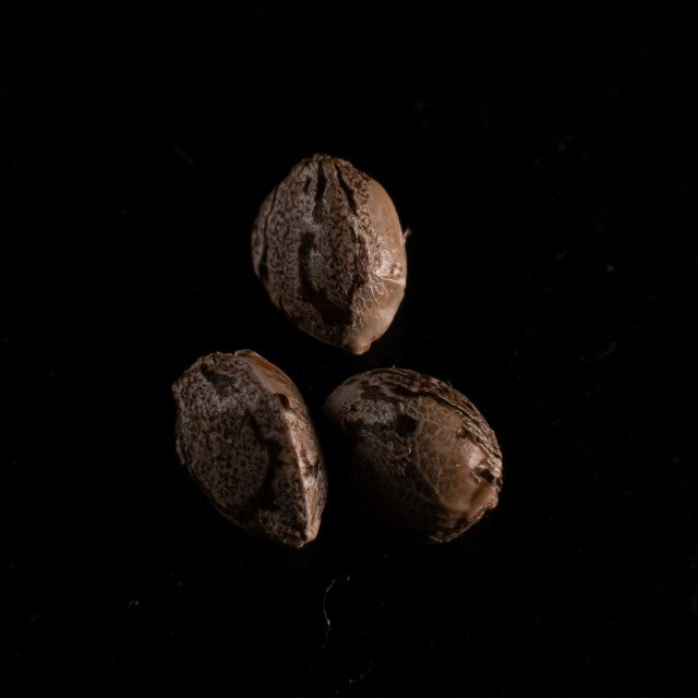 Purple Dream Auto Seeds