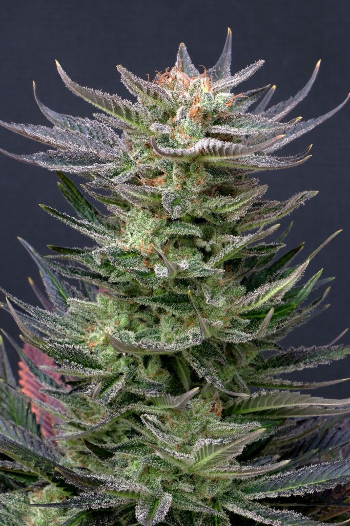 Purple Dream Auto Headbud vor dunklem Hintergrund
