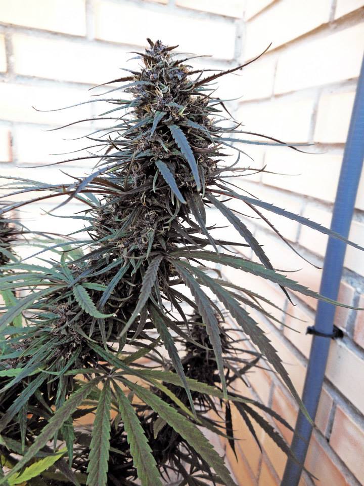 Purple Haze Malawi Outdoor