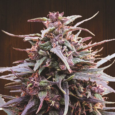 Purple Haze  Malawi Ace Seeds