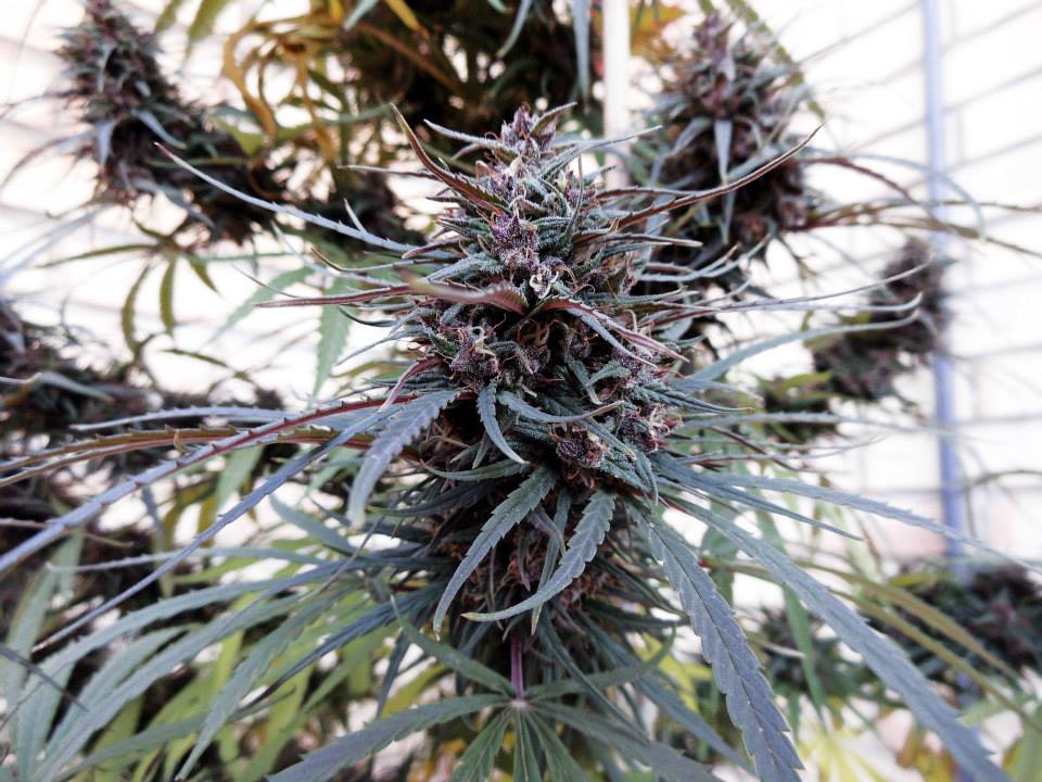 Purple Haze x Malawi Bud Outdoor