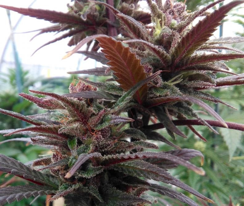 Purple Haze x Malawi Outdoor2