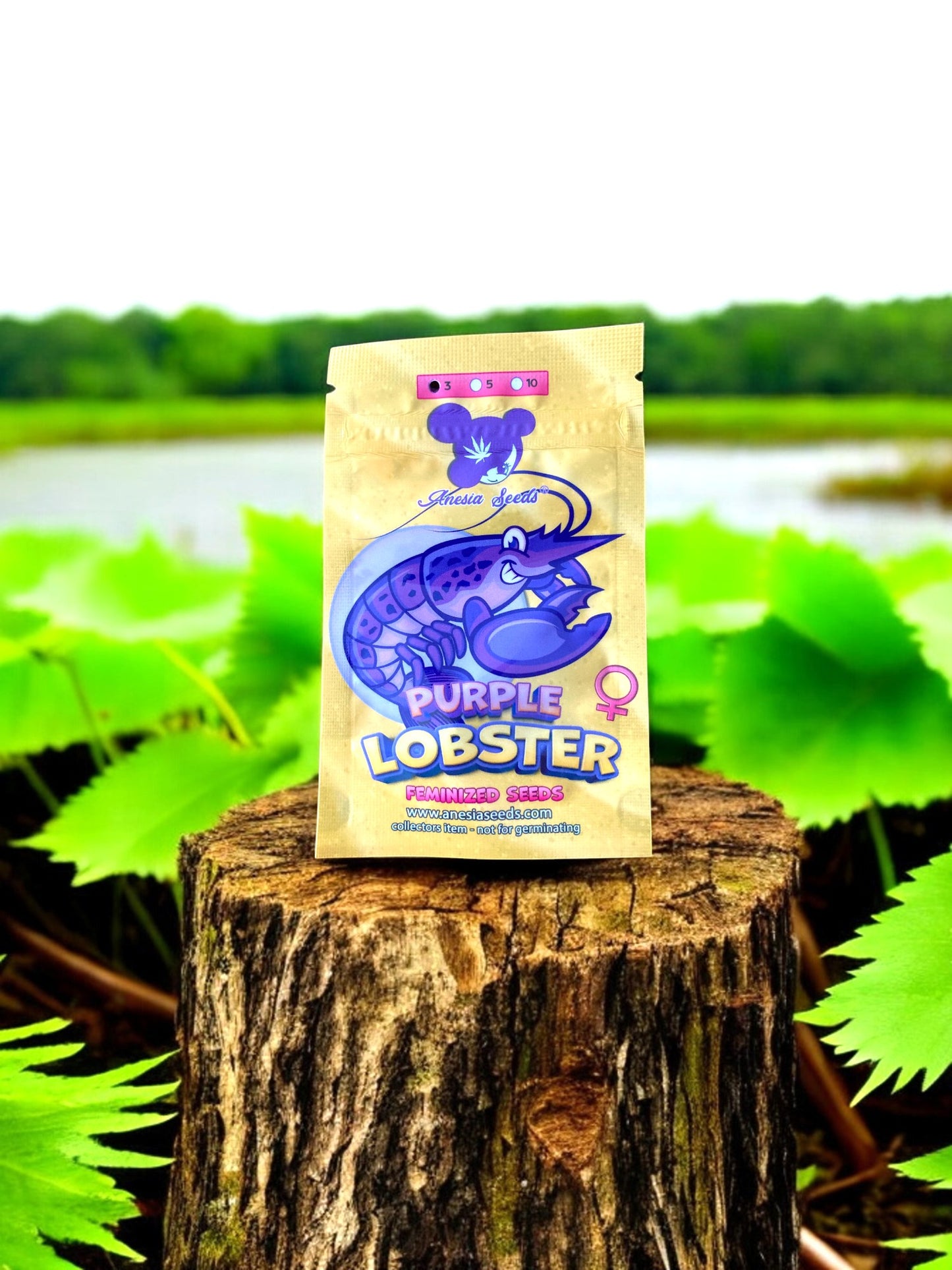 purple lobster - anesia seeds