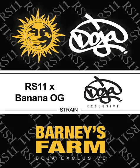 RS11 x Banana OG von Doja und Barneys Farm