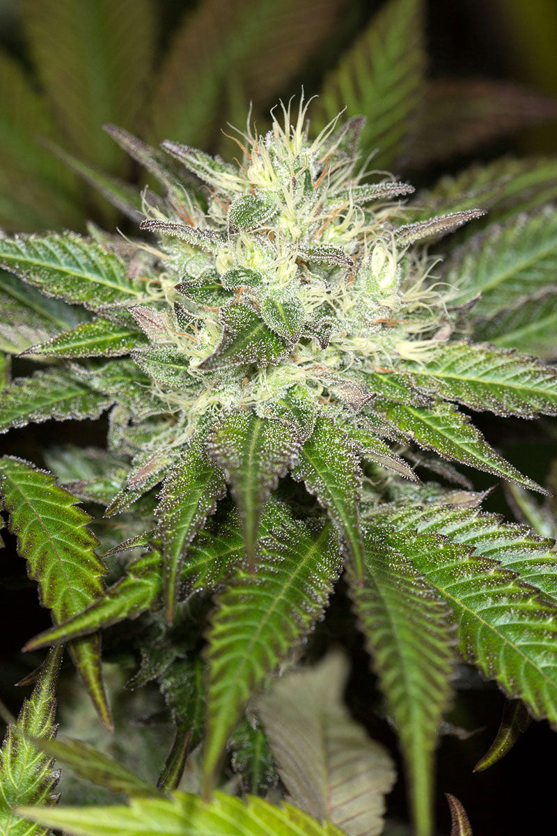 Sapphire OG Bud 2 - Humboldt Seeds