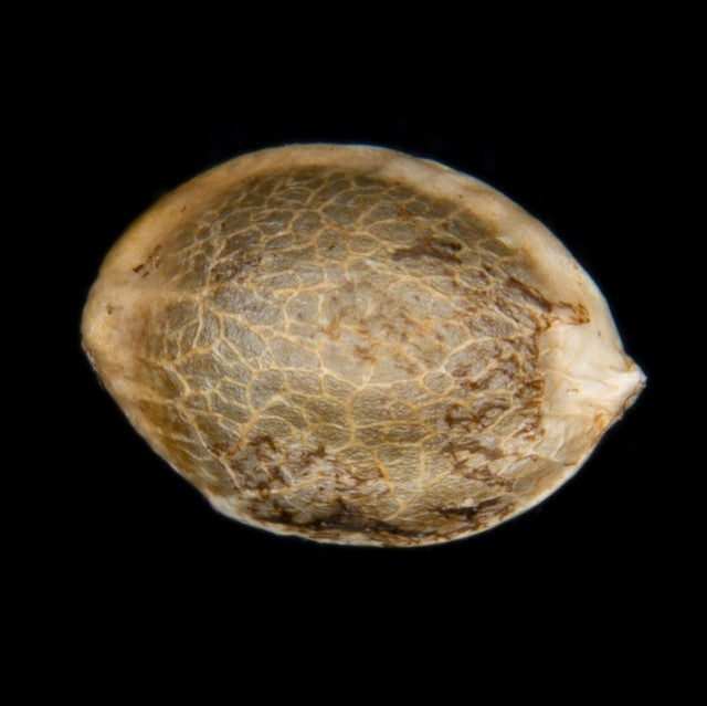Seed Bild in Nahaufname Kannabia
