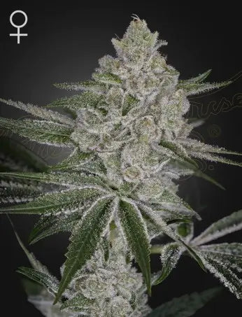 Shishka Lemonade Green House Seeds