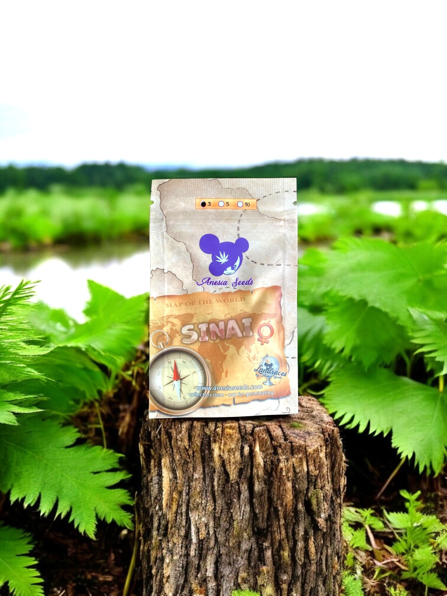 Sinai Landrasse von Anesia Seeds auf einem Baumstamm