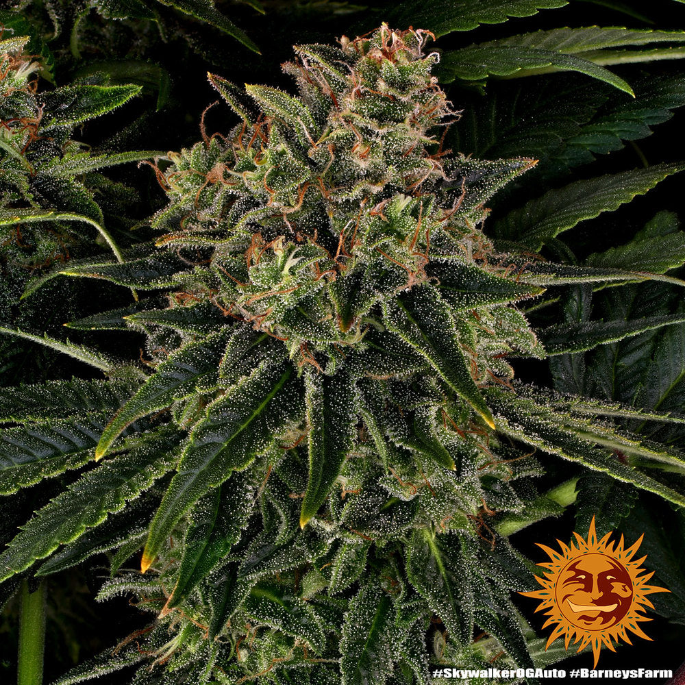 Skywalker OG Auto 5 von Barneys Farm