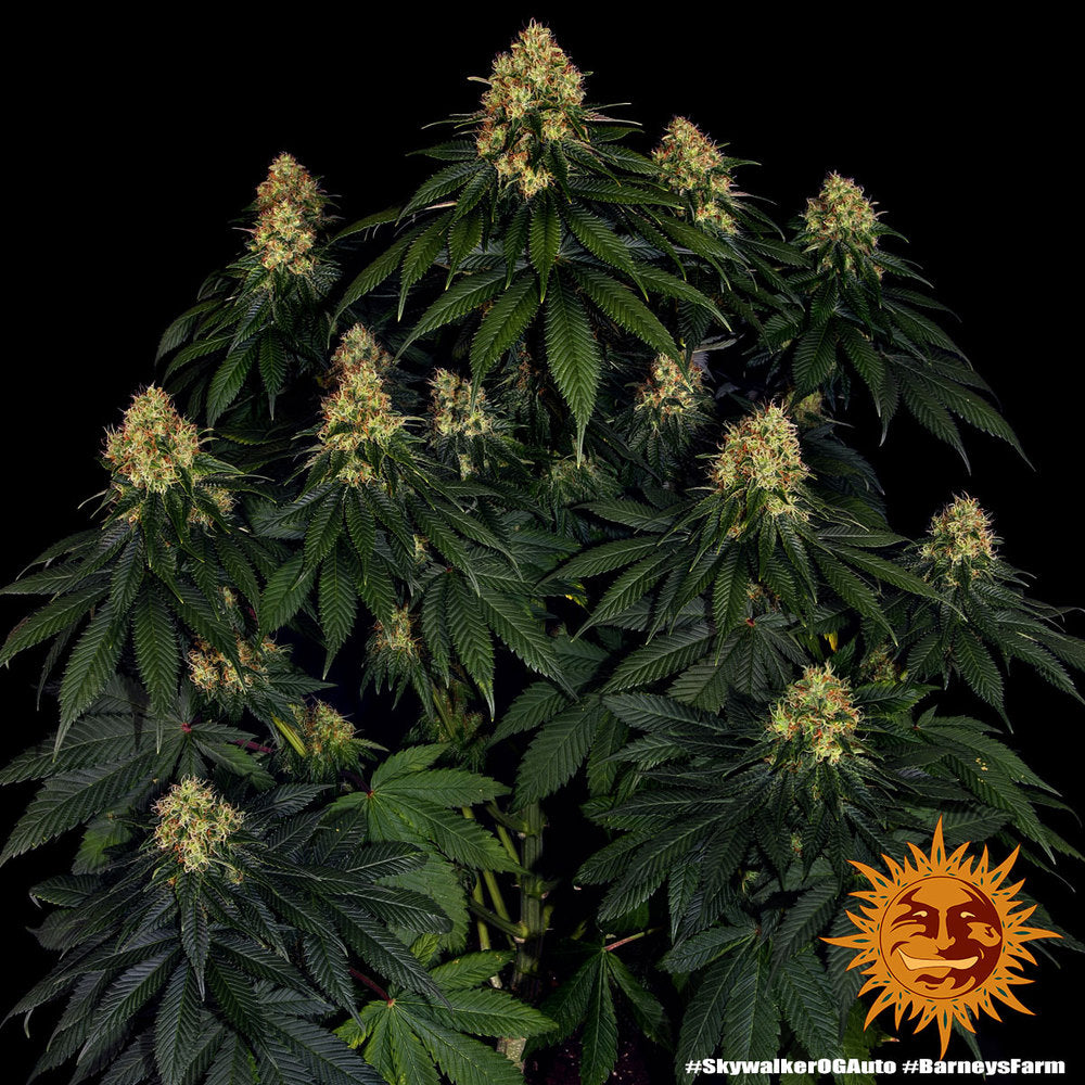 Skywalker OG Auto 4 von Barneys Farm