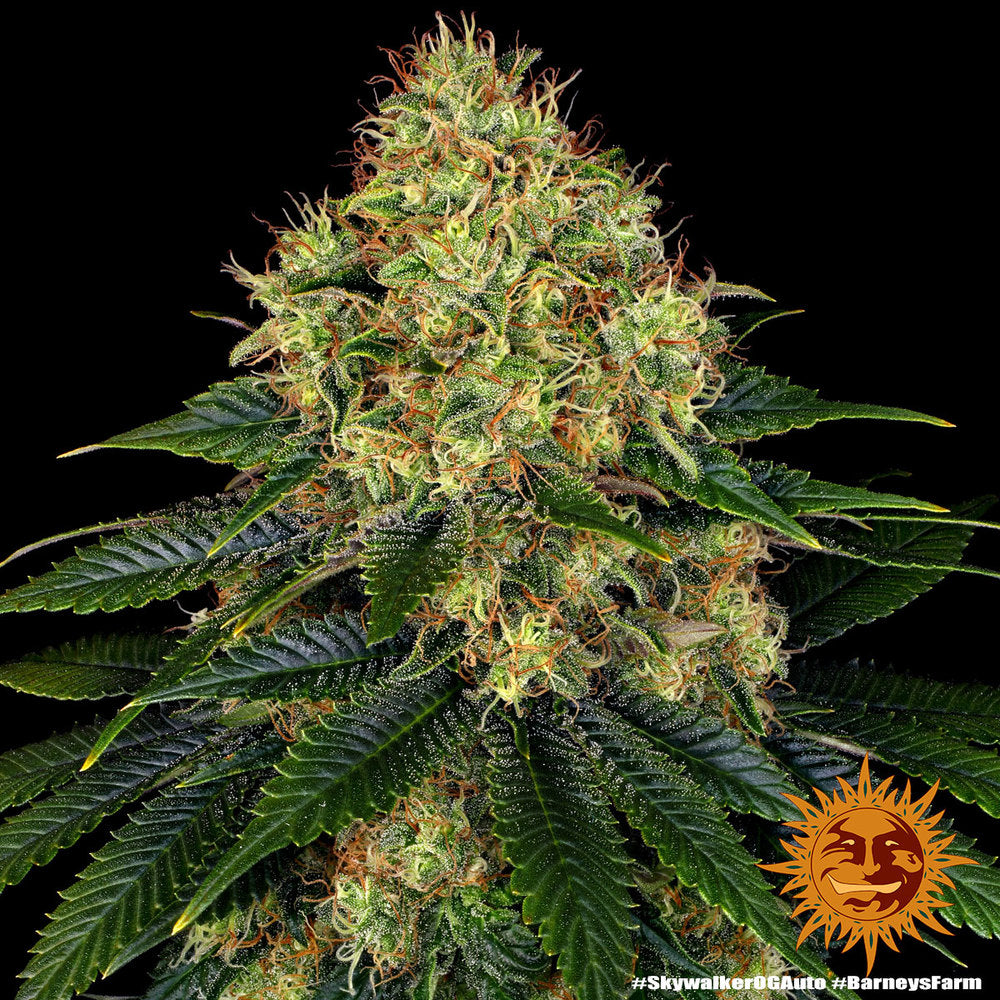 Skywalker OG Auto 2 von Barneys Farm