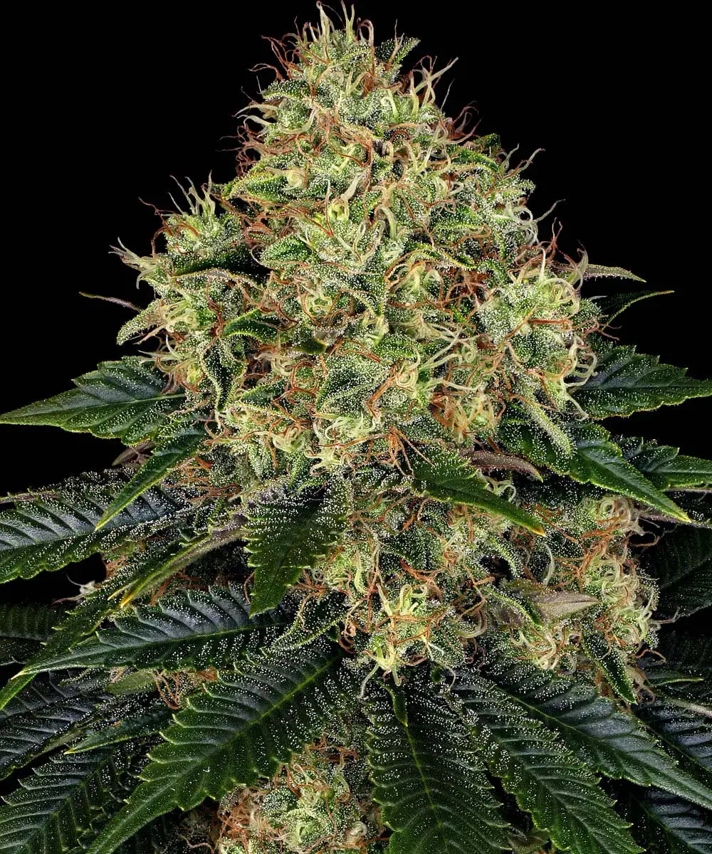 Skywalker OG Auto von Barneys Farm