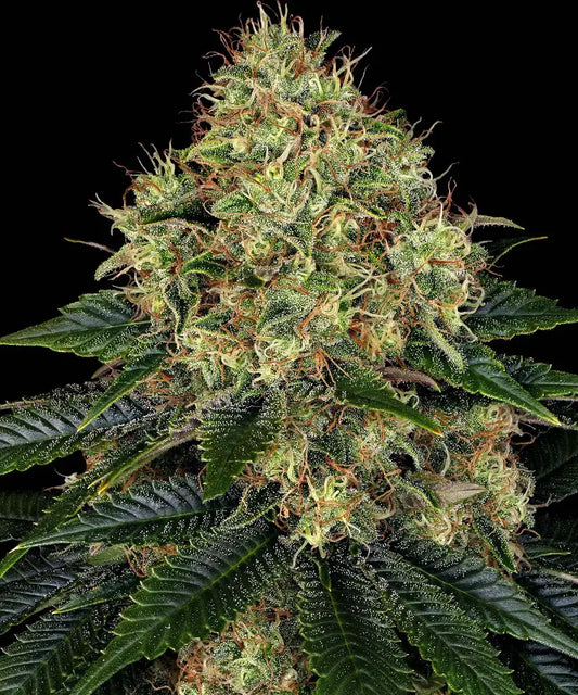 Skywalker OG Auto von Barneys Farm