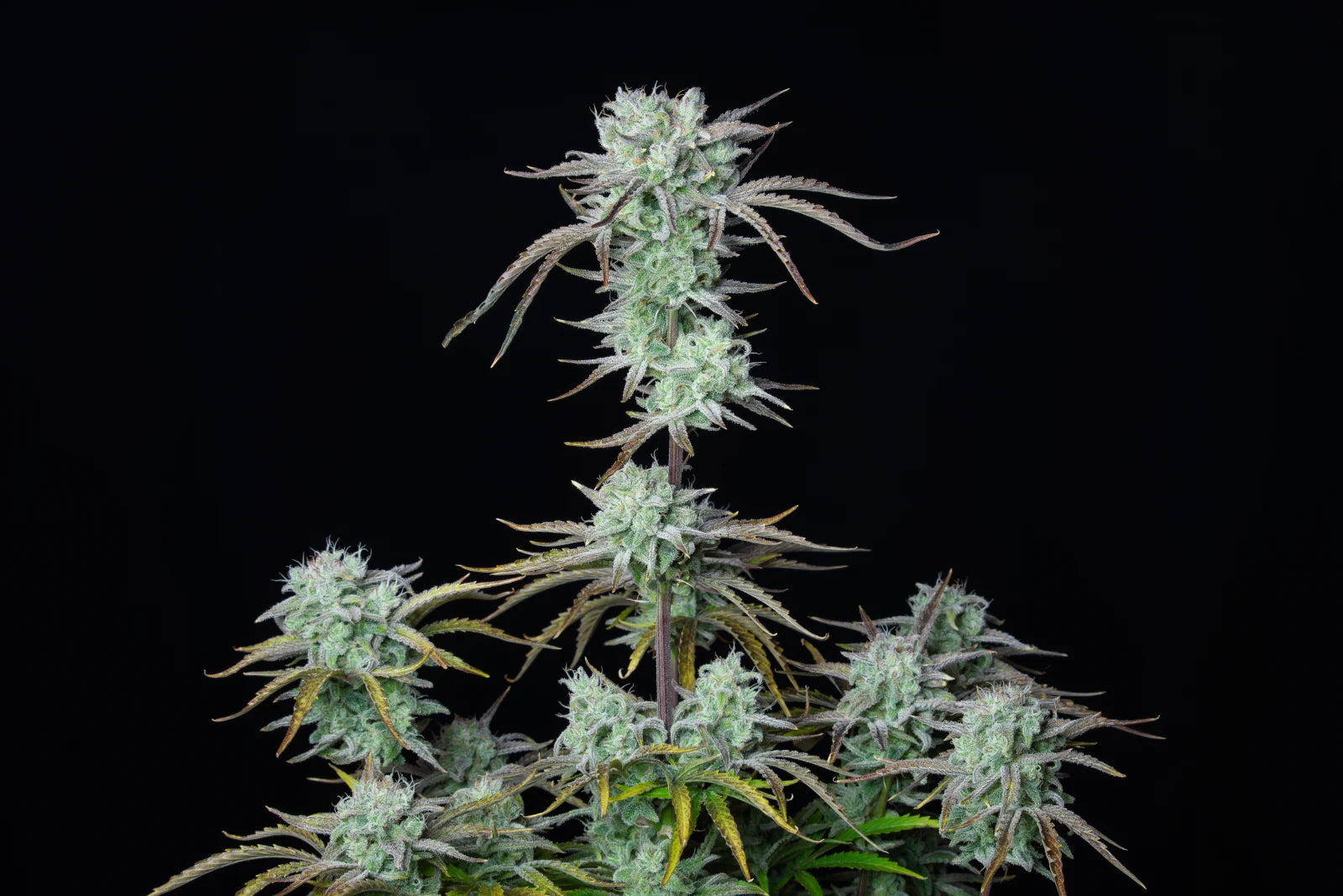 strawberry_banana_auto_2