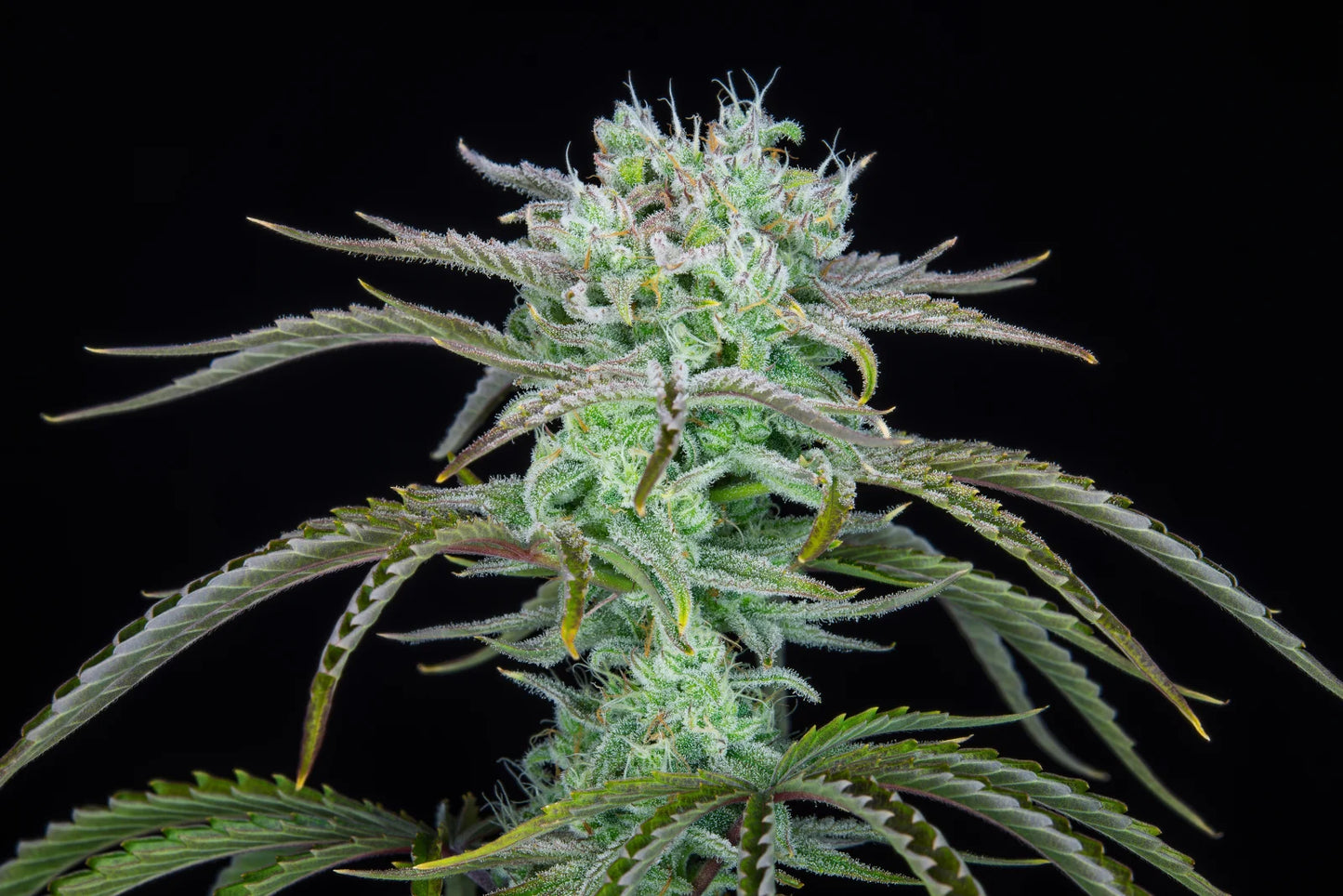 strawberry_banana_auto_3
