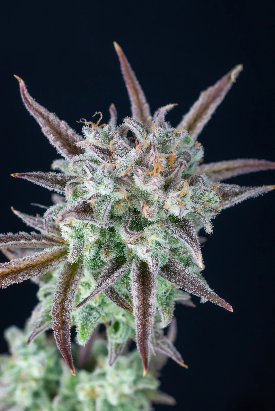 strawberry_banana_auto_5