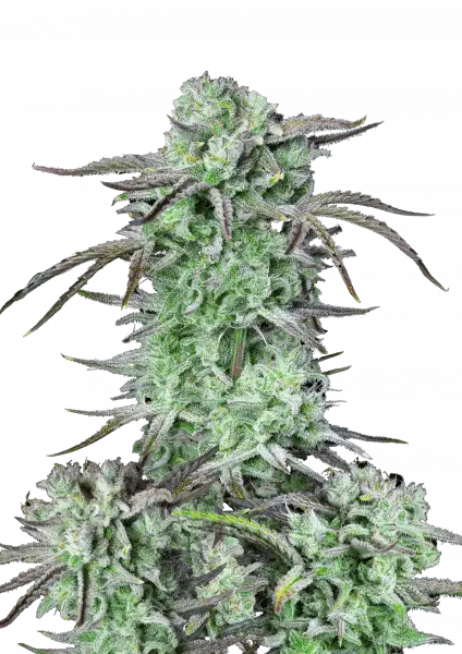 strawberry_banana_auto_front