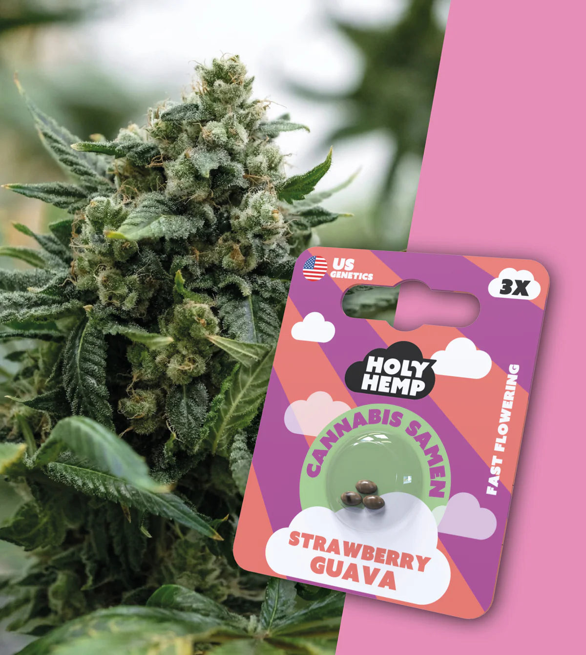 strawberry_guava_fast_flower