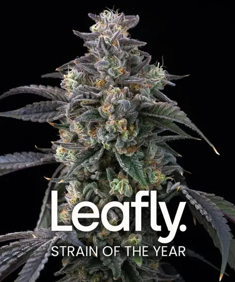 Super Boof - Strain of the Year - Leafly