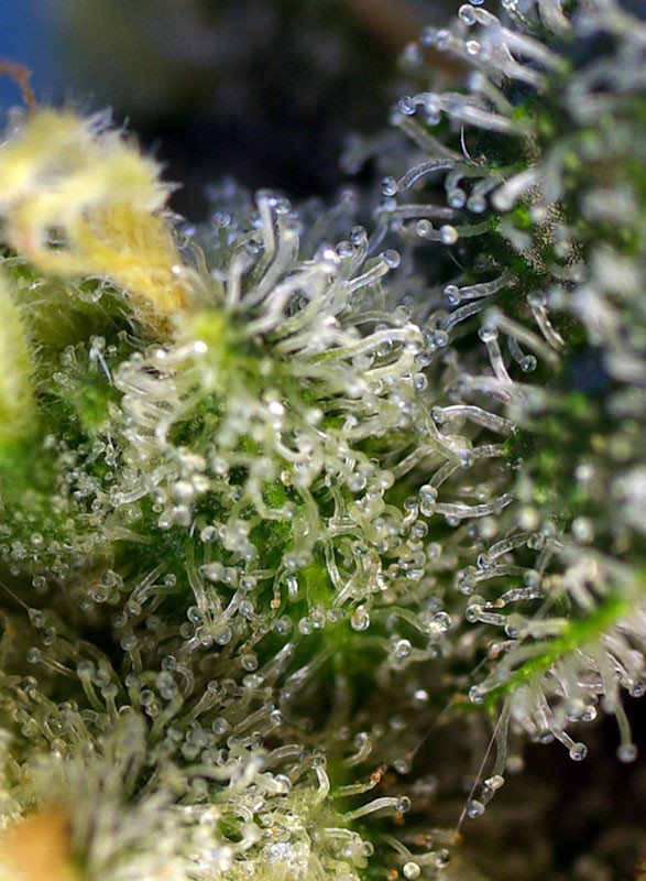 Sweet Amnesia Haze Trichome