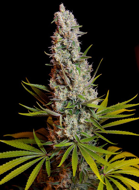 Sweet Cheese von Sweet Seeds