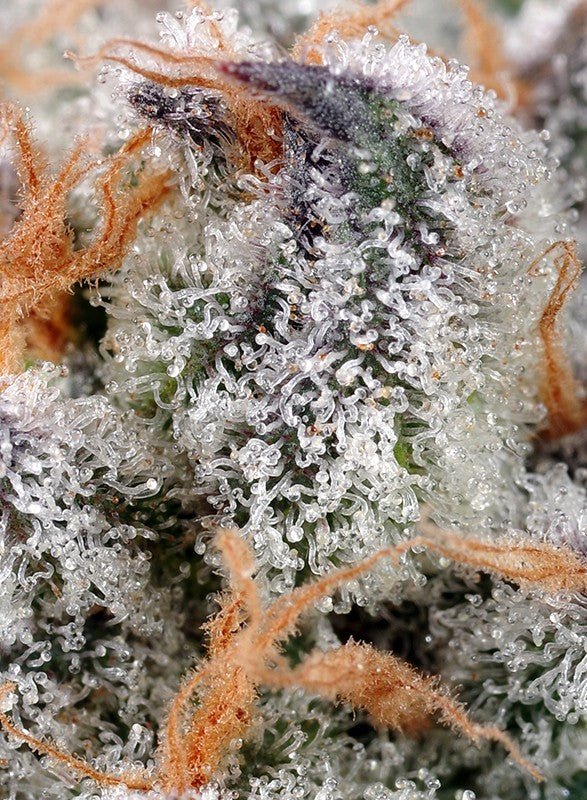 Sweet Cheese Trichome Nahaufnahme