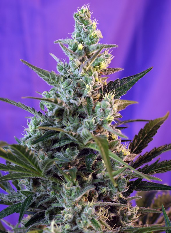 Sweet Skunk Auto bud