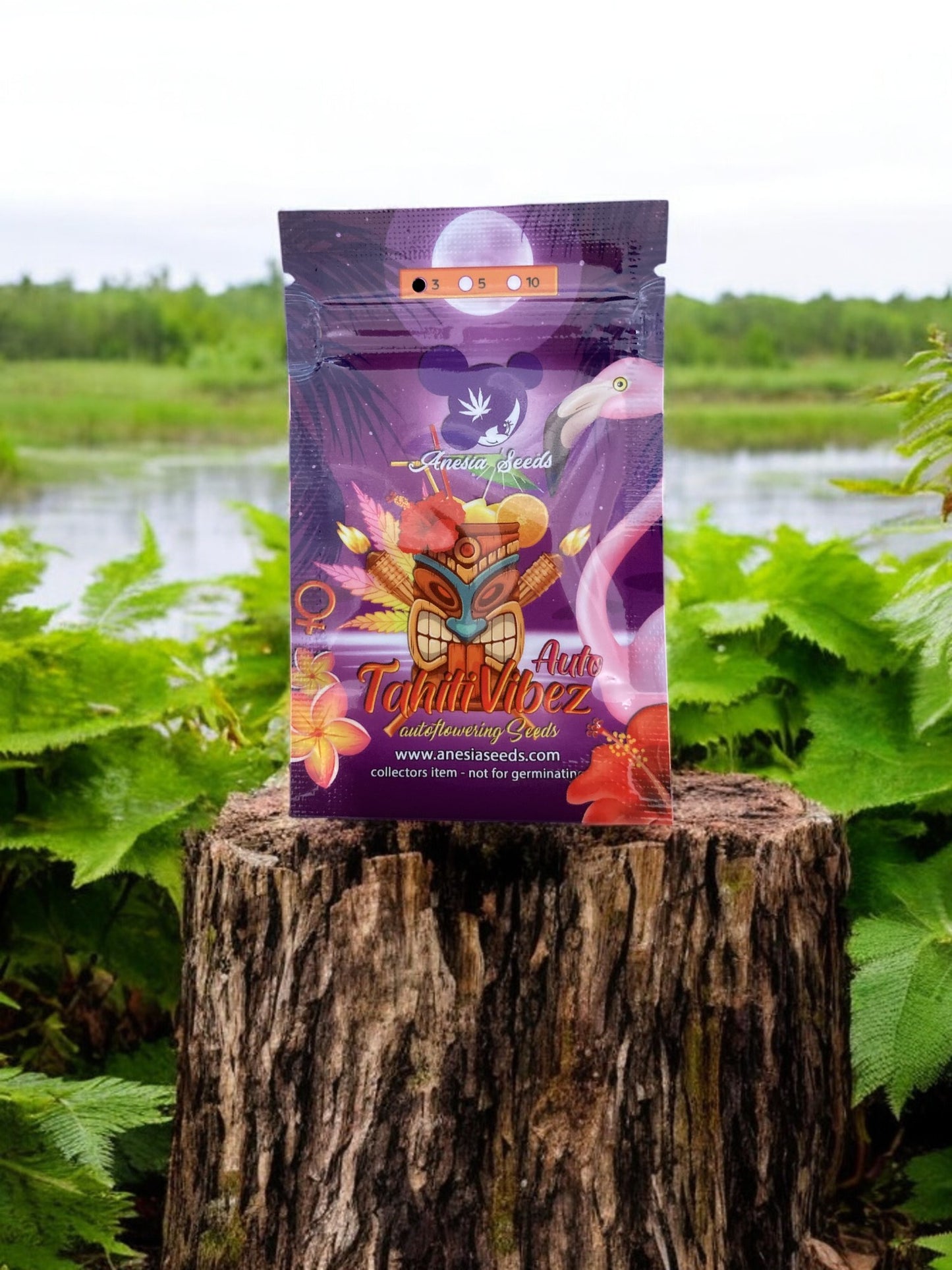 Tahiti Vibez Auto Packung auf einem Baumstamm - Anesia Seeds